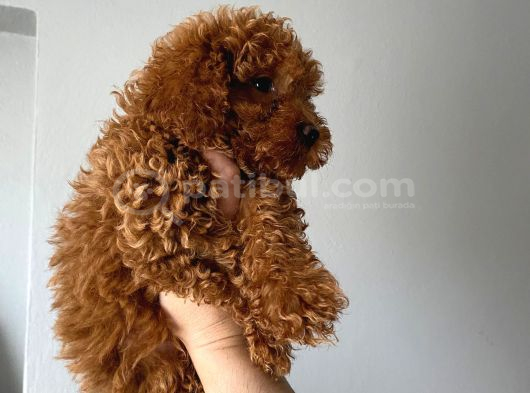 Toy Poodle Yavrular görsel