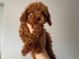 Toy poodle yavrular