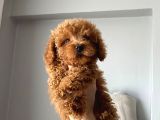 Toy Poodle Yavrular