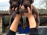 Labrador Bebekler  Çiko