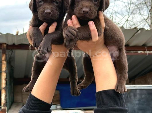 Labrador Bebekler  Çiko görsel