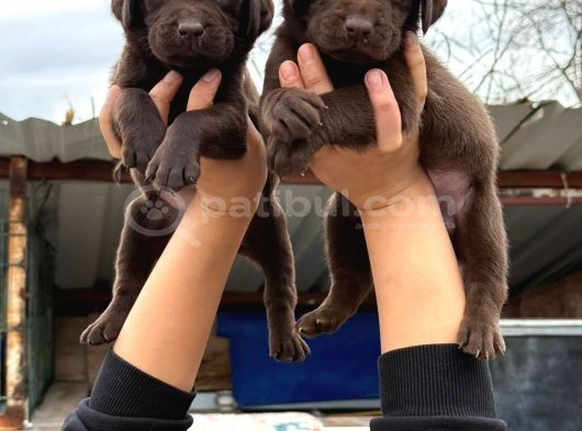 Labrador Bebekler  Çiko görsel