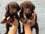 Labrador bebekler  çiko