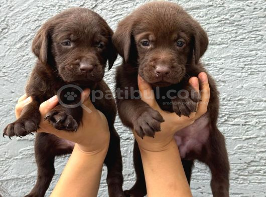 Labrador Bebekler  Çiko
