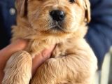 Baby Face Golden Retriever