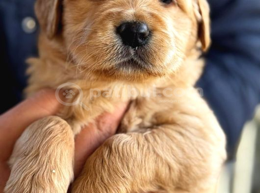 Baby Face Golden Retriever görsel