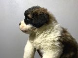 Saint Bernard Yavrular