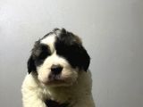 Saint bernard yavrular