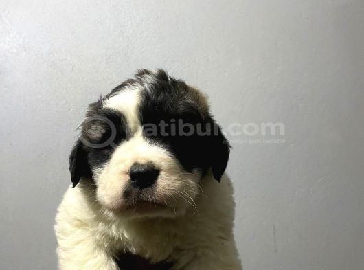 Saint Bernard Yavrular