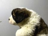 Saint Bernard Yavrular