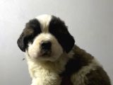 Saint Bernard Yavrular