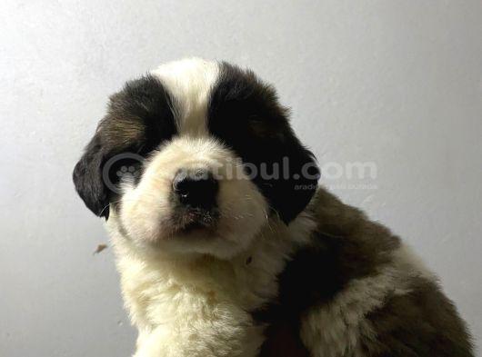 Saint Bernard Yavrular görsel