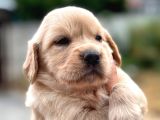 Baby Face Golden Retriever