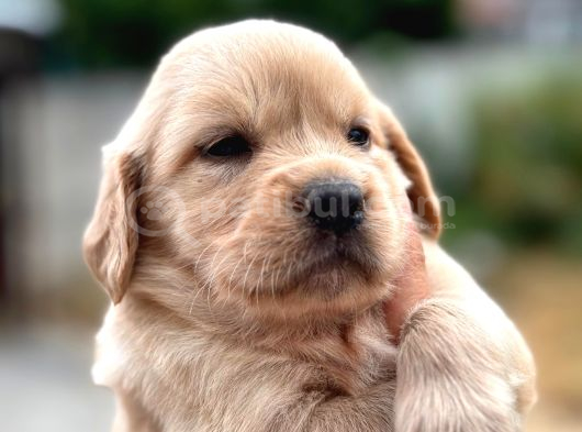 Baby Face Golden Retriever görsel