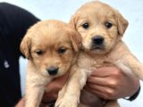 Baby face golden retriever