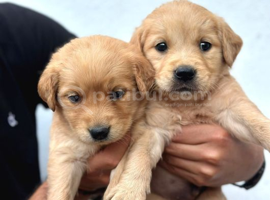 Baby Face Golden Retriever