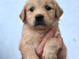Baby Face Golden Retriever