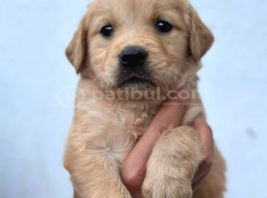 Baby Face Golden Retriever görsel