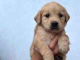 Baby Face Golden Retriever