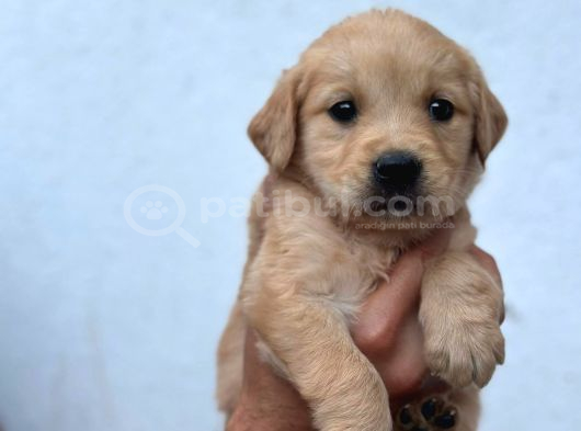 Baby Face Golden Retriever görsel