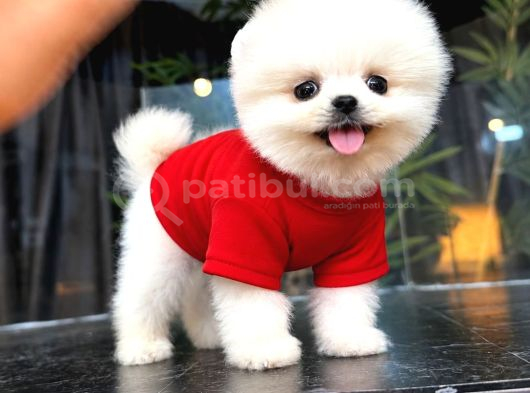 Pomeranian Boo Bebişler