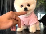 Pomeranian Boo Bebişler