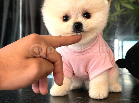 Pomeranian Boo Bebişler görsel