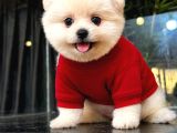 Pomeranian Boo Bebişler