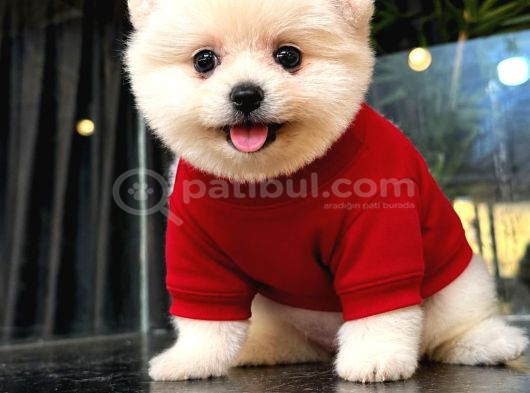 Pomeranian Boo Bebişler görsel