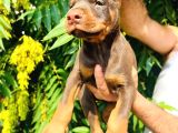 Europan Doberman  red - black