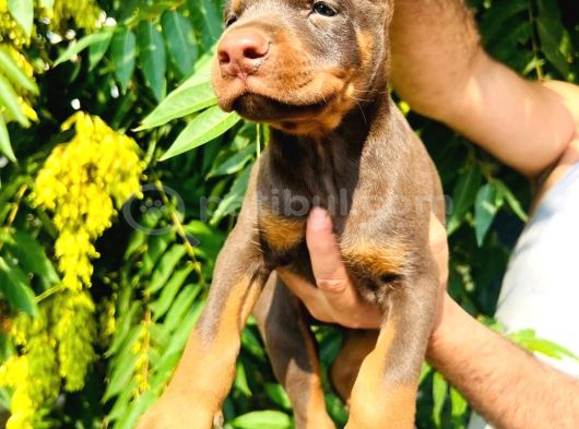 Europan Doberman  Red - Black