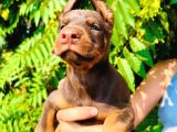Europan Doberman  Red - Black