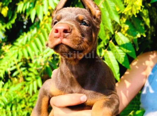 Europan Doberman  Red - Black görsel