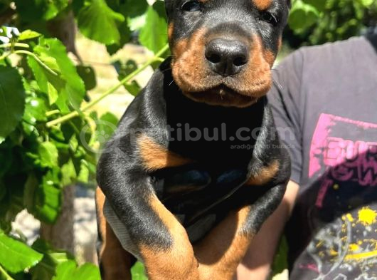 Europan Doberman  Red - Black görsel
