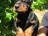 Europan Doberman  Red - Black