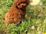 Apple Face Red Poodle