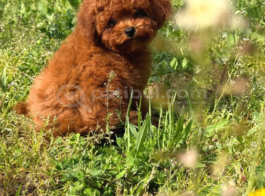 Apple Face Red Poodle görsel
