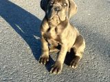 Cane Corso En Kalitelisi Bizde Var