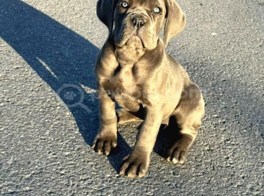 Cane Corso En Kalitelisi Bizde Var görsel