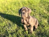 Cane Corso En Kalitelisi Bizde Var