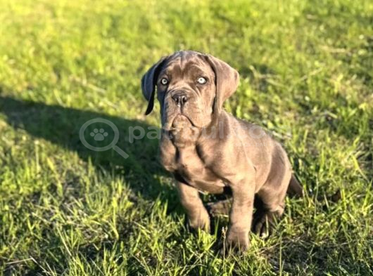 Cane Corso En Kalitelisi Bizde Var görsel