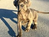Cane Corso En Kalitelisi Bizde Var