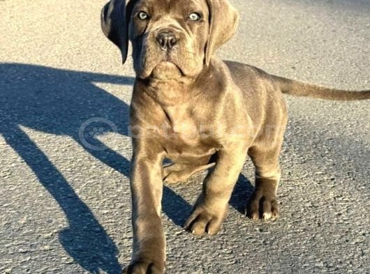 Cane Corso En Kalitelisi Bizde Var görsel