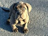 Cane Corso En Kalitelisi Bizde Var
