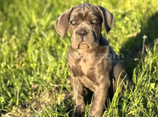 Cane Corso En Kalitelisi Bizde Var