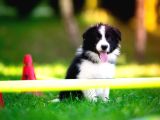 Border collie mükemmel yavrularımız