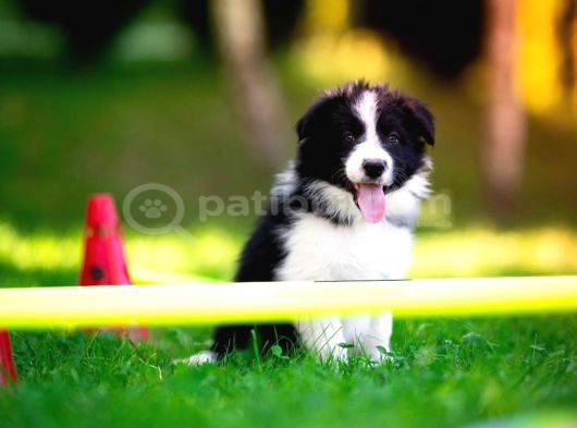 Border Collie Mükemmel Yavrularımız