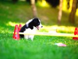 Border Collie Mükemmel Yavrularımız