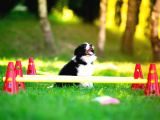 Border Collie Mükemmel Yavrularımız