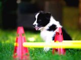 Border Collie Mükemmel Yavrularımız